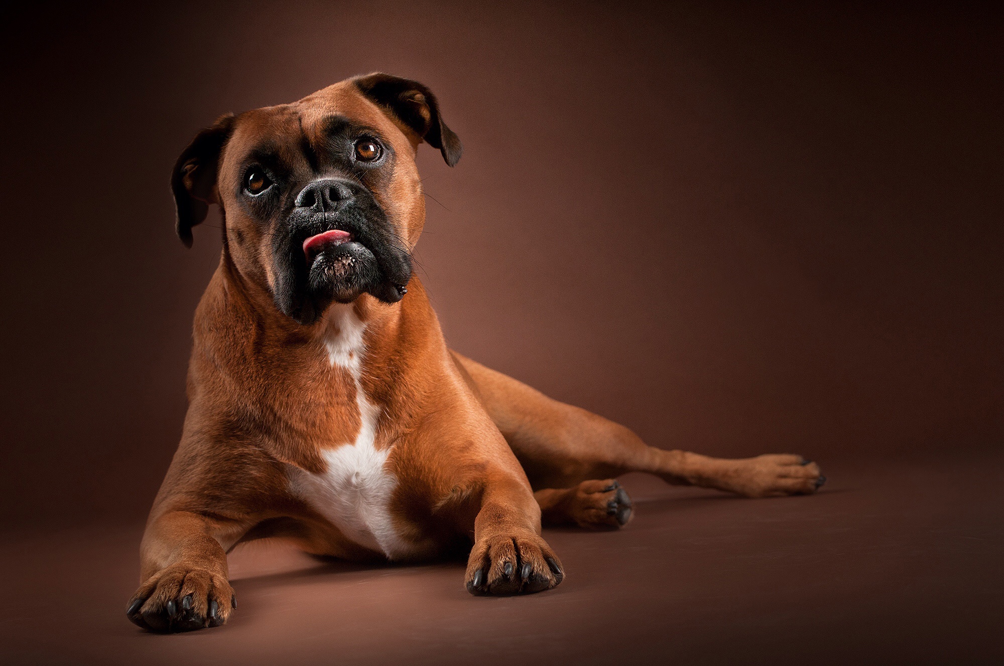 How to choose and buy a Boxer breed dog on a bulletin board in Israel