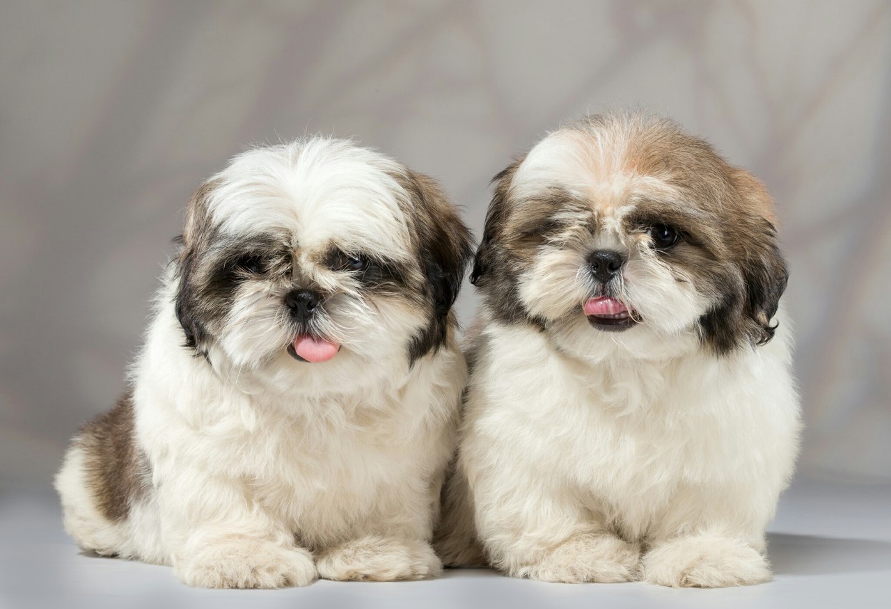 Buy shih Tzu puppies in Nazareth: affectionate and gentle lapdogs.