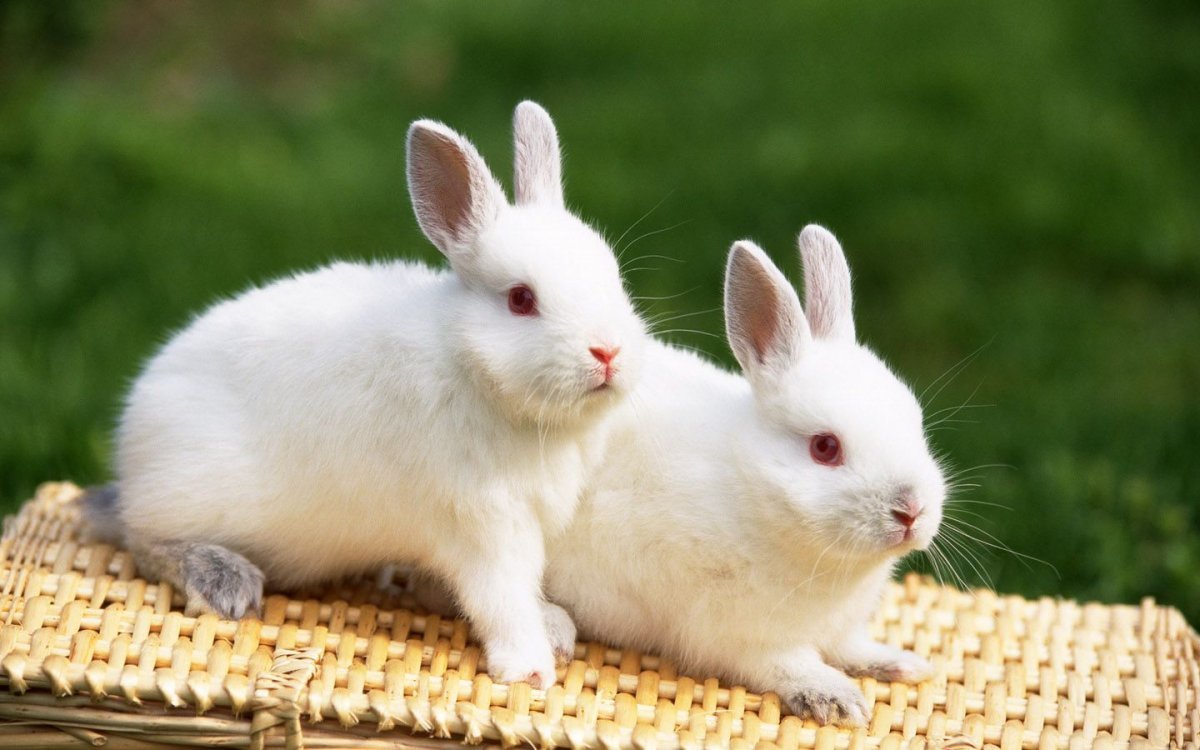 Как выбрать и купить миниатюрного кролика Русак на доске объявлений в Израиле