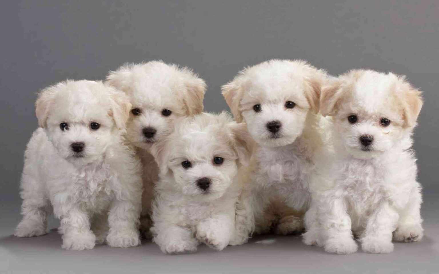 Buy Bichon frise puppies in Raanan: playful and affectionate lapdogs.