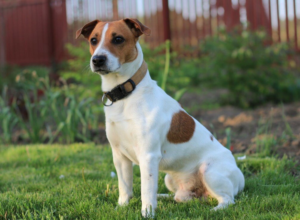 How to choose and buy a Jack Russell Terrier breed dog on a bulletin board in Israel