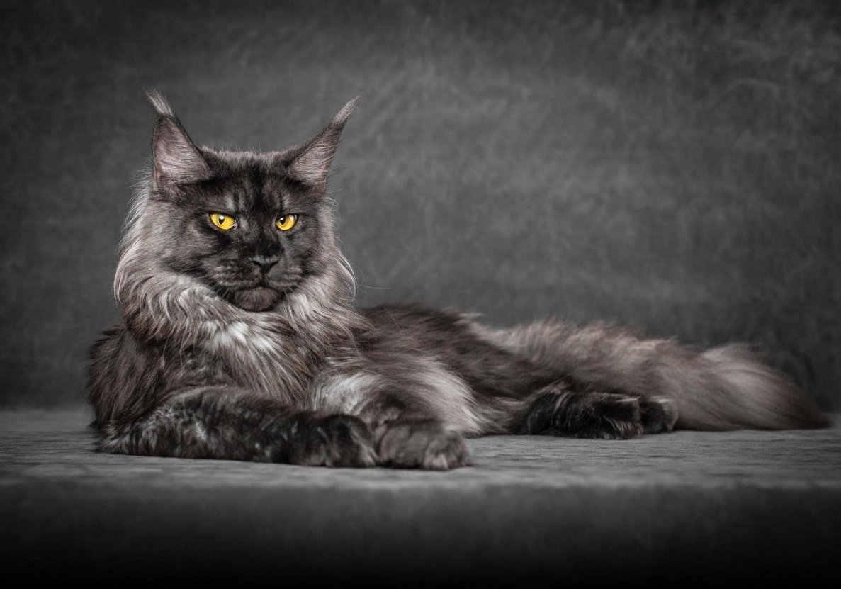 Sale of Maine Coon cats in Israel on the bulletin board
