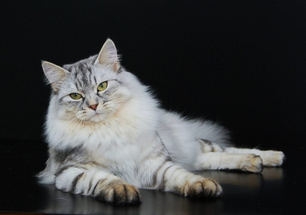 How to choose and buy a Siberian cat on a bulletin board in Israel.