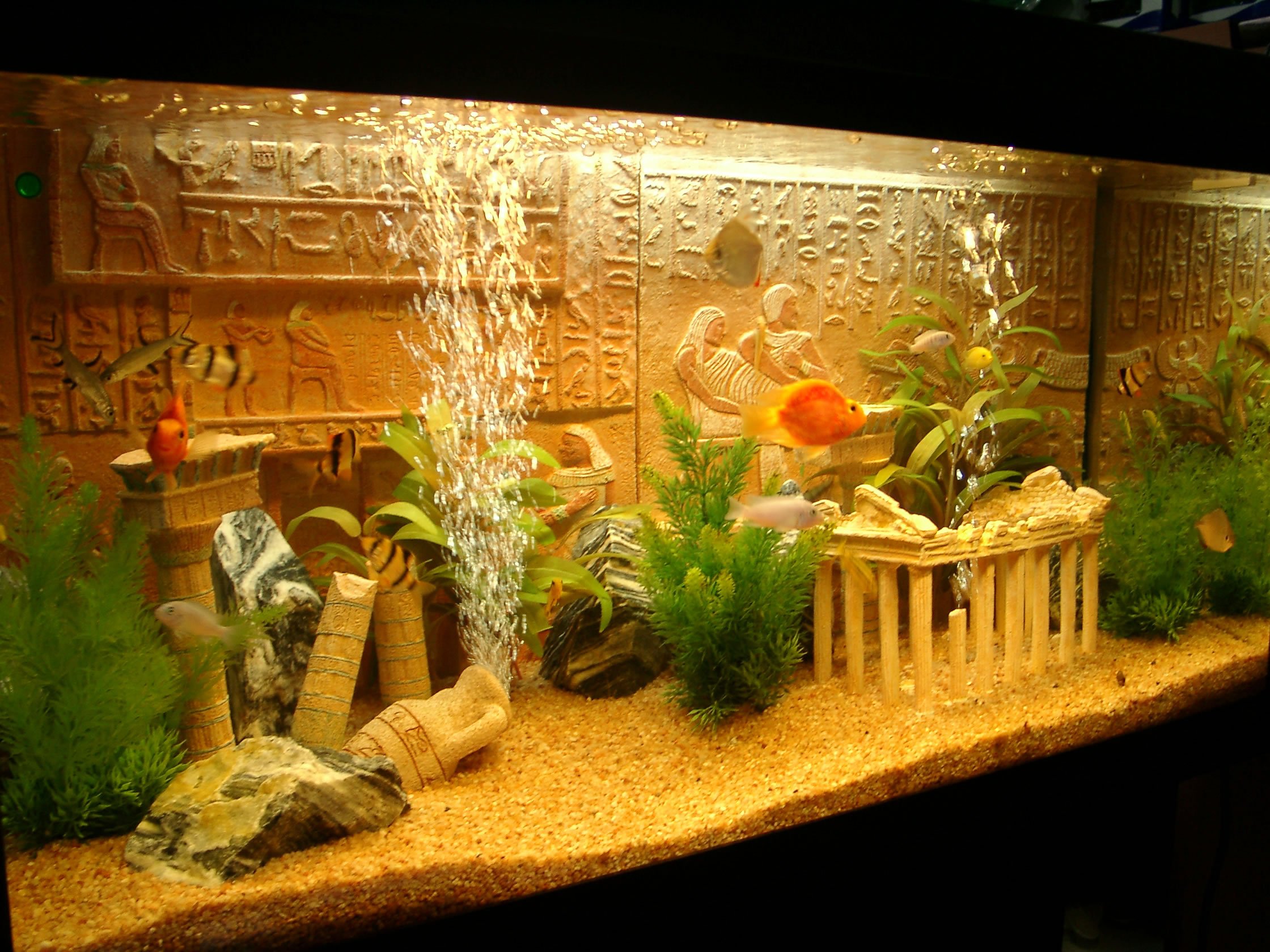 Purchasing Fish Tank Decorations in Israel: Enhancing Your Aquarium