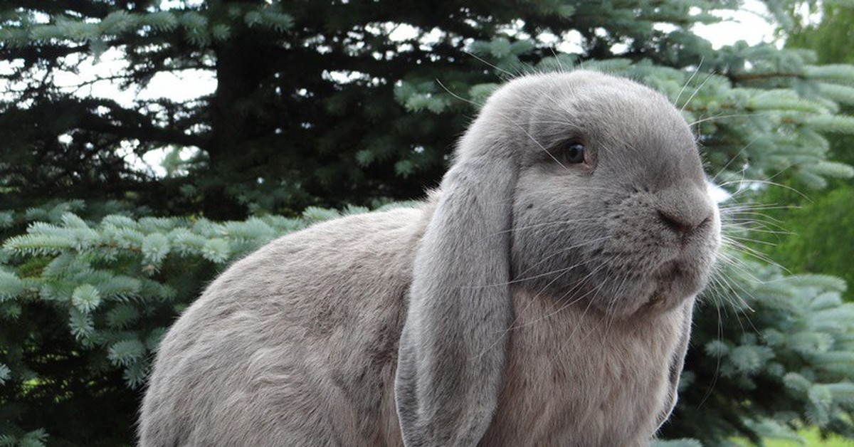 Comment choisir et acheter un lapin de race bélier français sur un tableau d'affichage en Israël