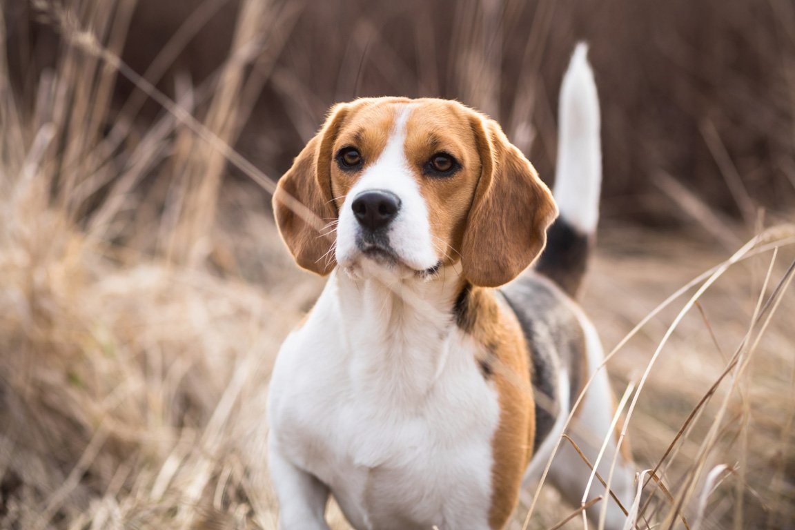 Acheter des chiots beagle à Eilat : des chiens énergiques et curieux.