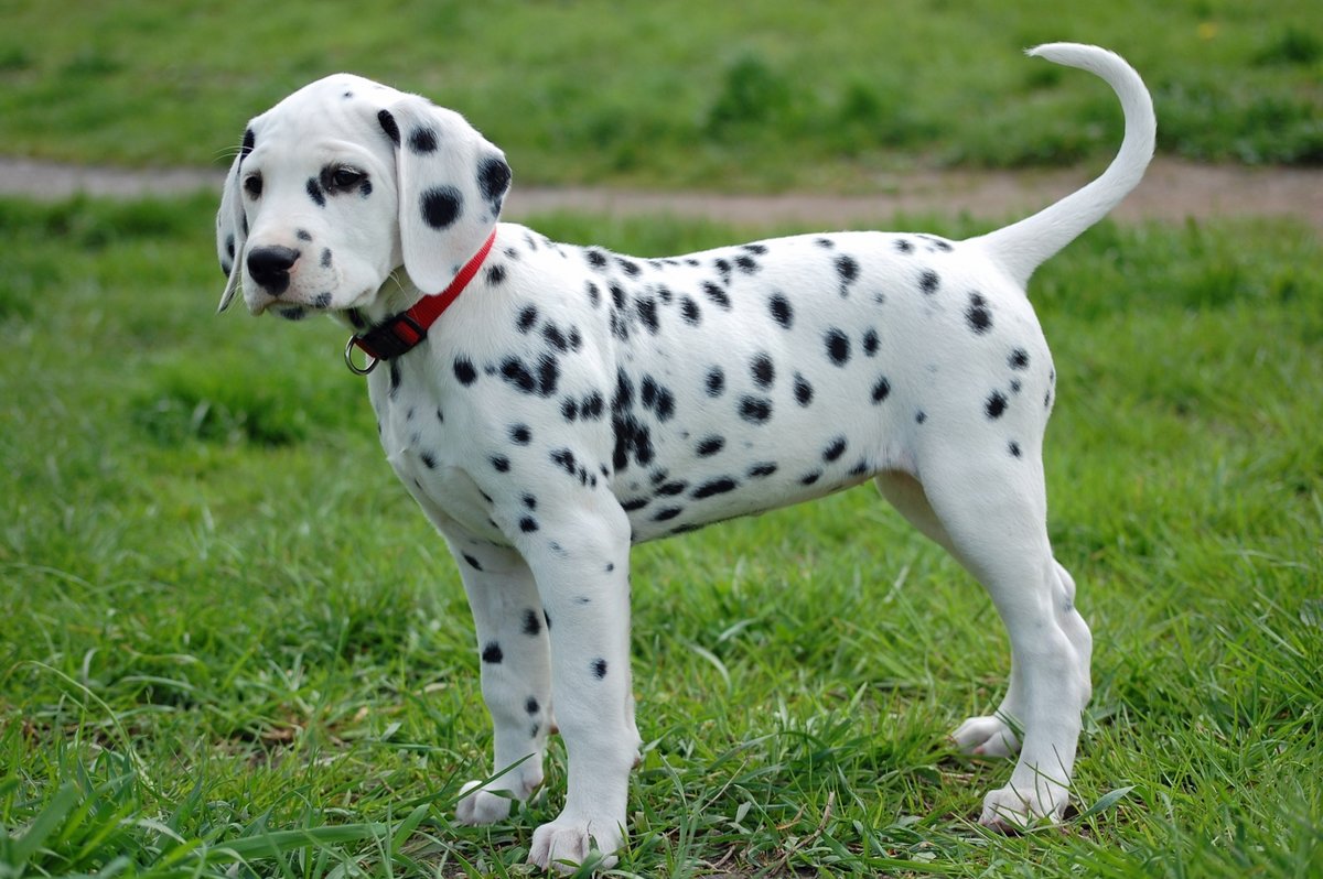 How to choose a Dalmatian puppy on a bulletin board in Israel