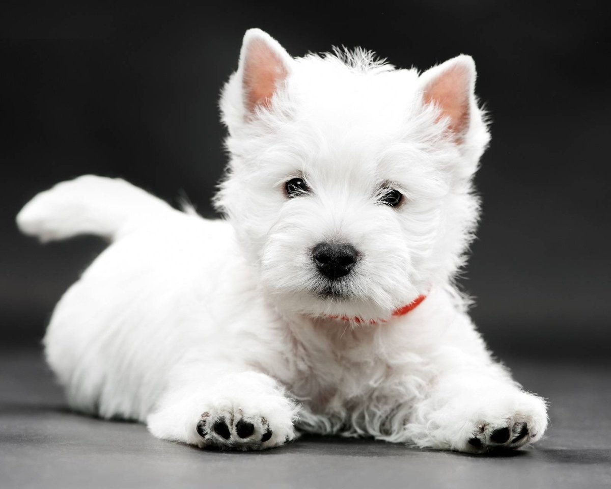 How to choose a puppy of the West Highland White Terrier breed on a bulletin board in Israel