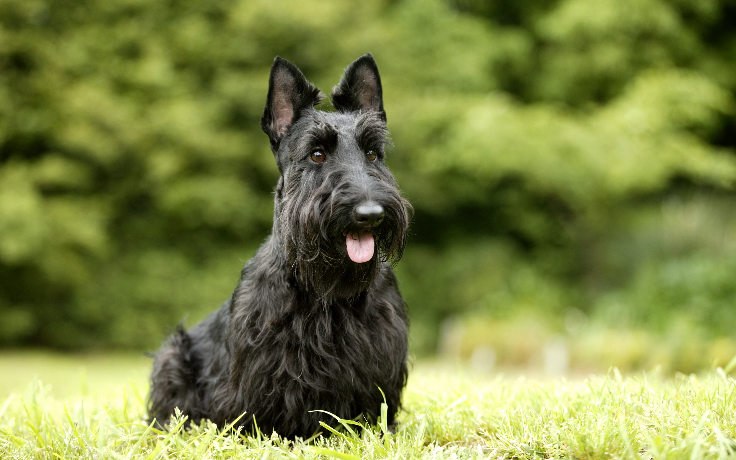 How to choose and buy a Scottish Terrier breed dog on a bulletin board in Israel