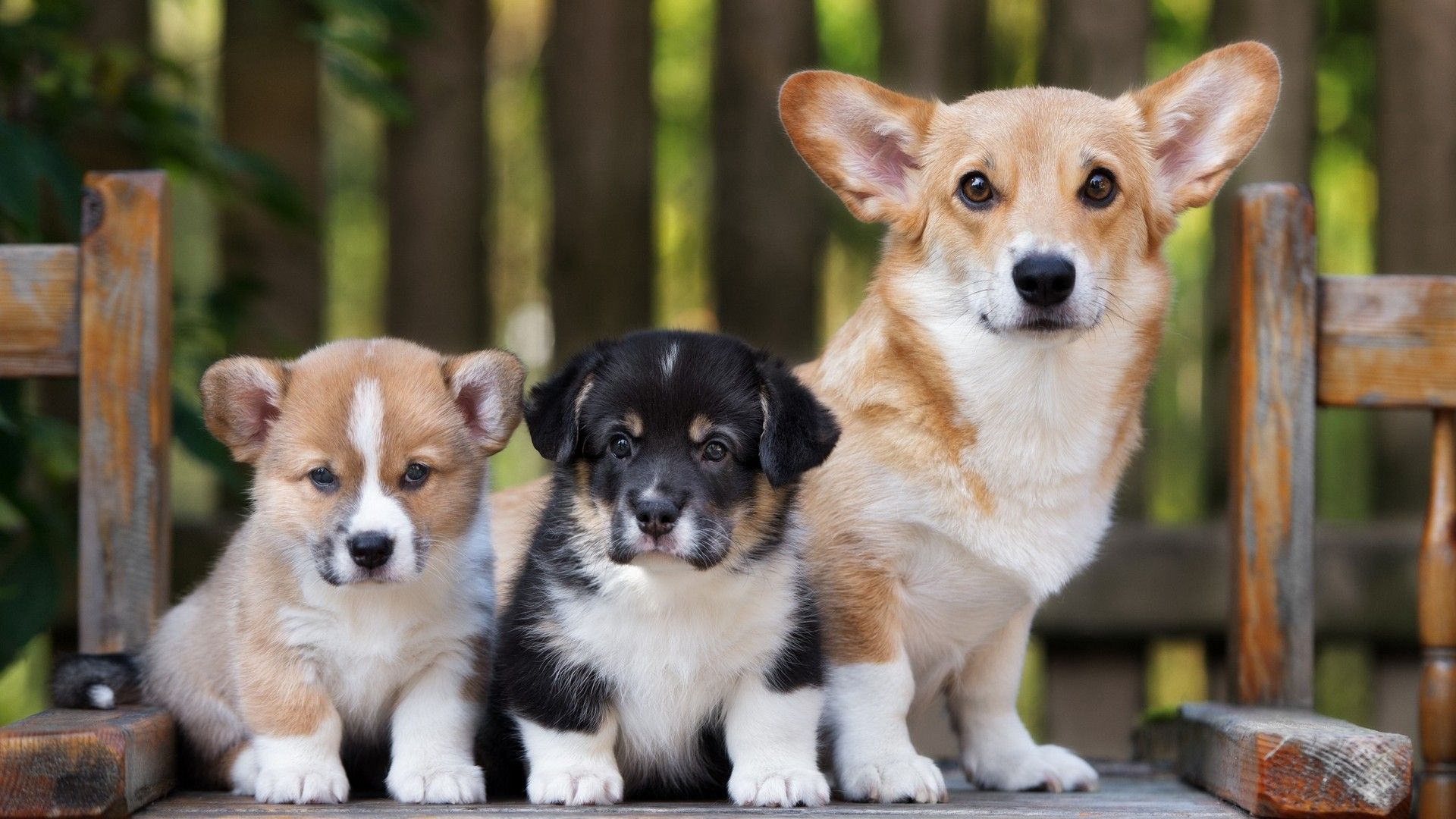 גורים לעומת כלבים בוגרים: במי לבחור?