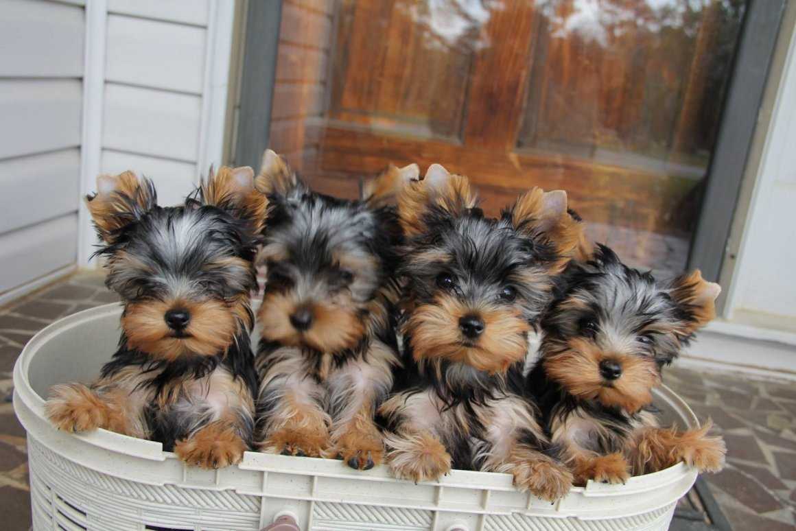 Buy Yorkshire Terrier puppies in Petah Tikva: tiny and adorable lapdogs.
