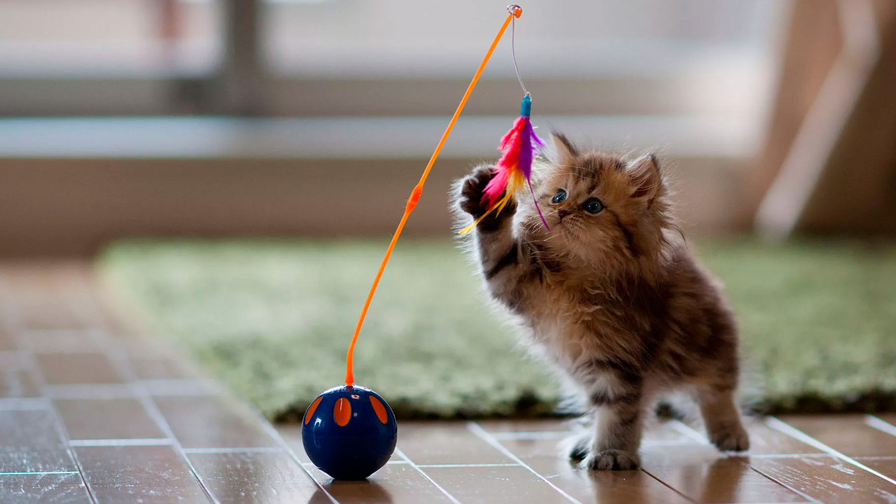 Choosing a playful and energetic kitten in Israel