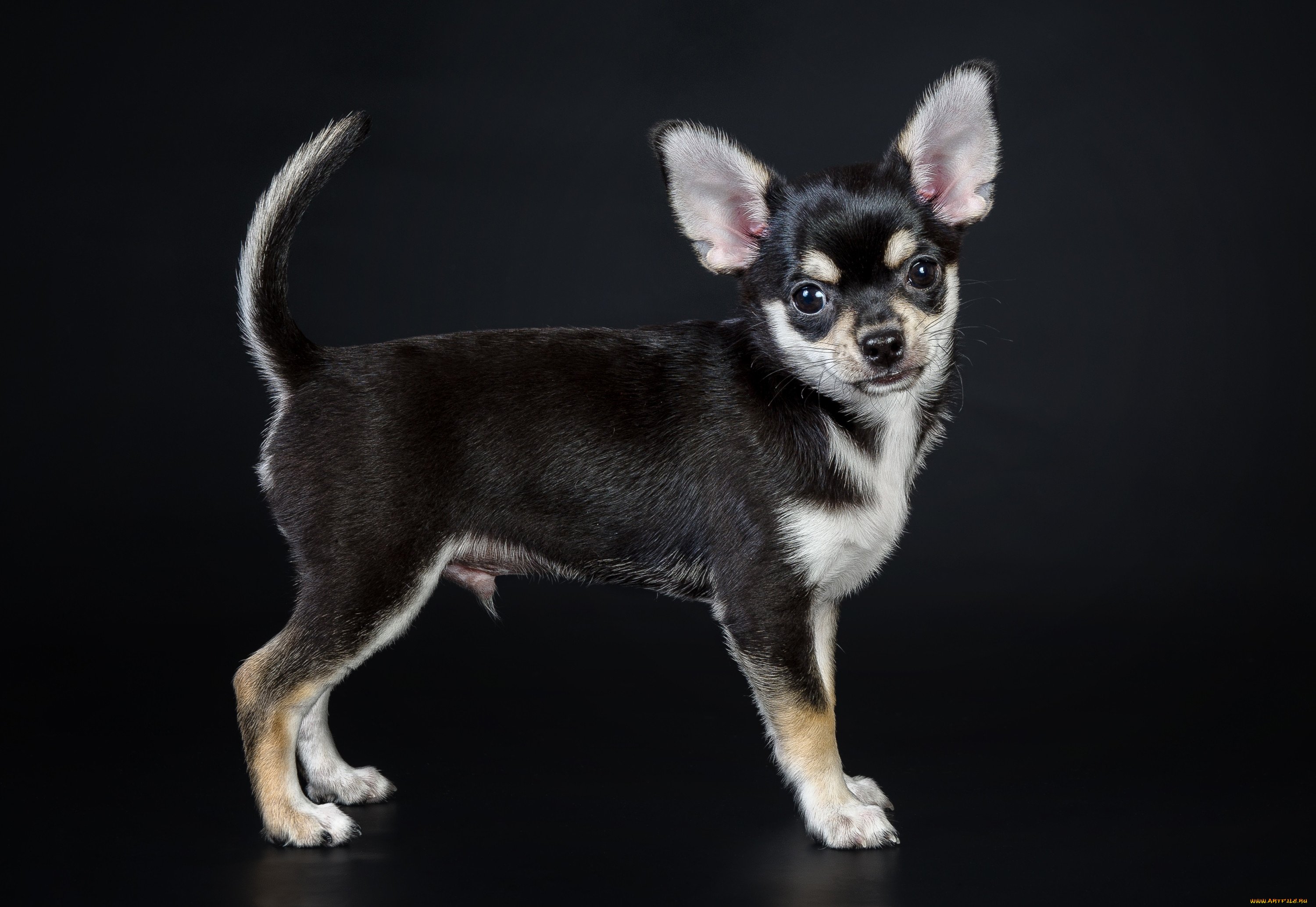 How to choose and buy a Chihuahua breed dog on a bulletin board in Israel