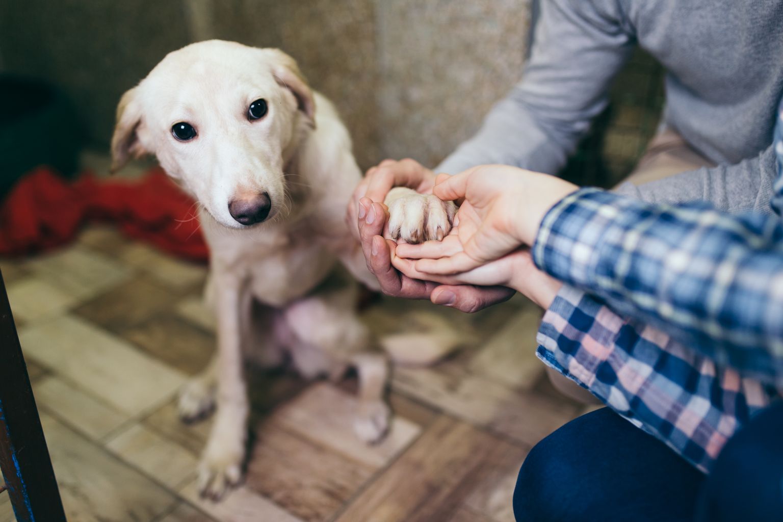 Sauvetage d'un chien dans un refuge : ce qu'il faut considérer