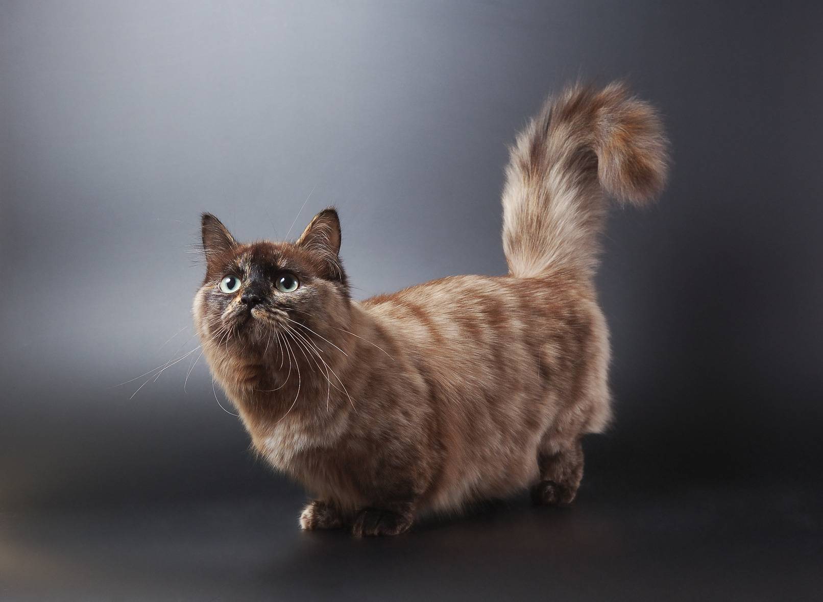 Sale of Munchkin cats in Israel on the bulletin board