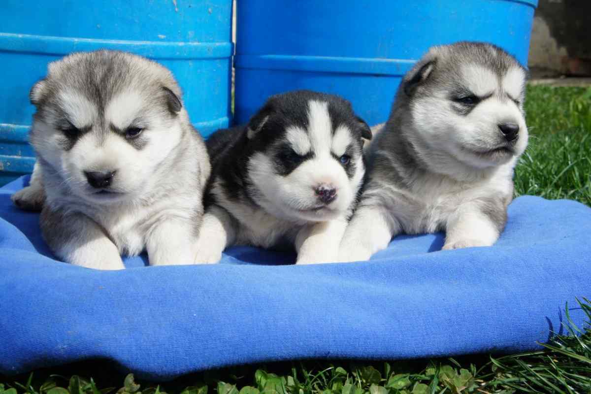 קניית גורי האסקי סיבירי ברענן: כלבי מזחלת עצמאיים ואנרגטיים.