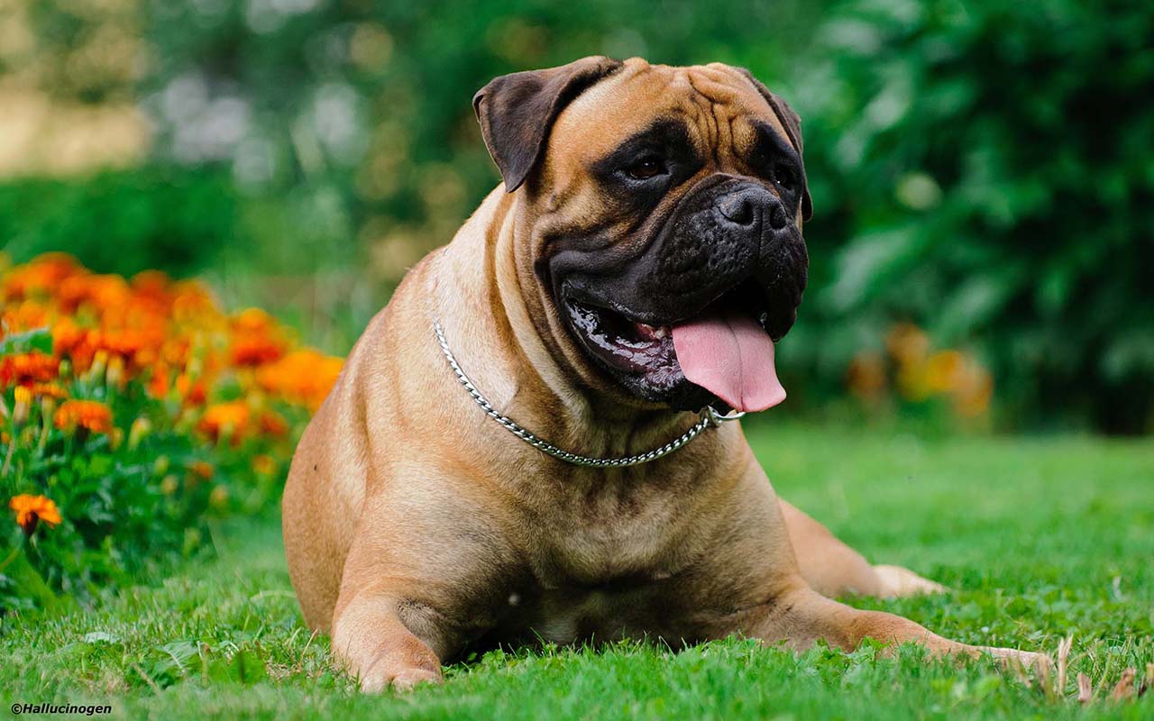 The best dogs to guard your home
