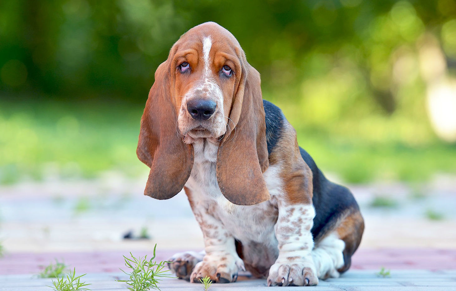 How to choose and buy a Basset dog on a bulletin board in Israel
