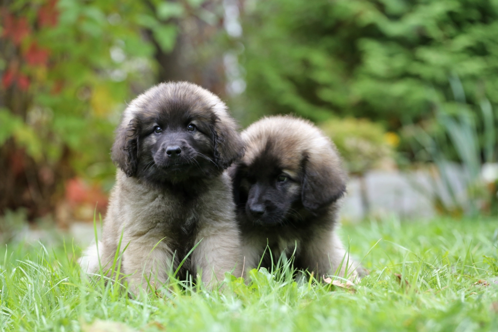 How to choose a Leonberger puppy  on a bulletin board in Israel