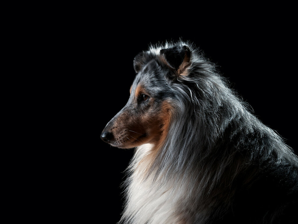 How to choose and buy a Sheltie breed dog on a bulletin board in Israel
