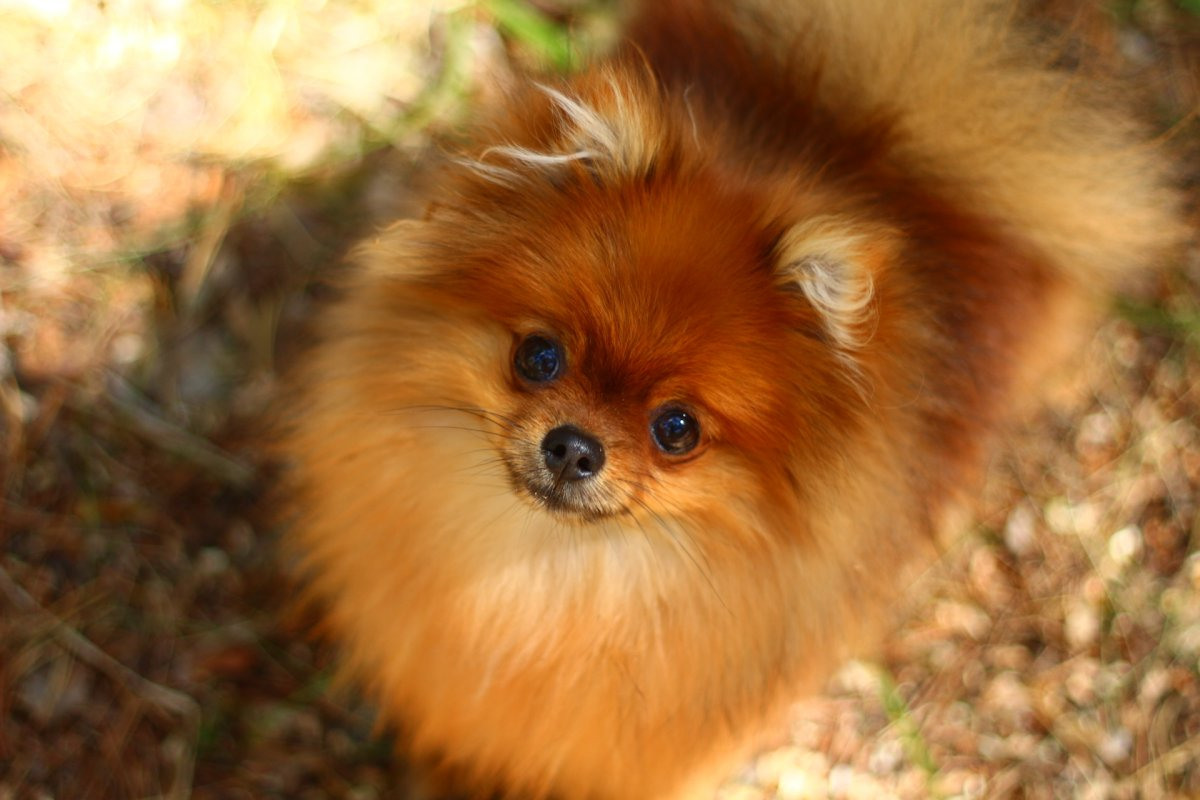 How to choose and buy a Pomeranian dog on a bulletin board in Israel