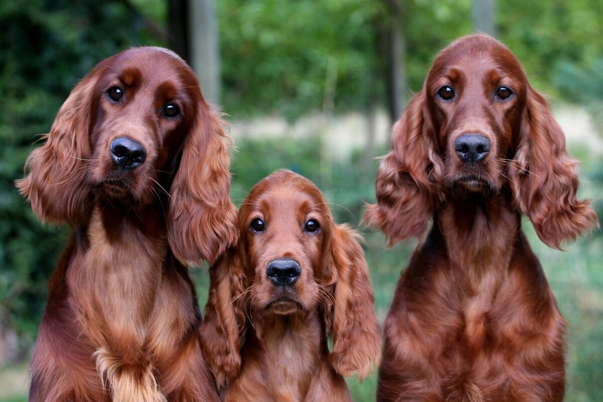 How to choose a Setter puppy on a bulletin board in Israel
