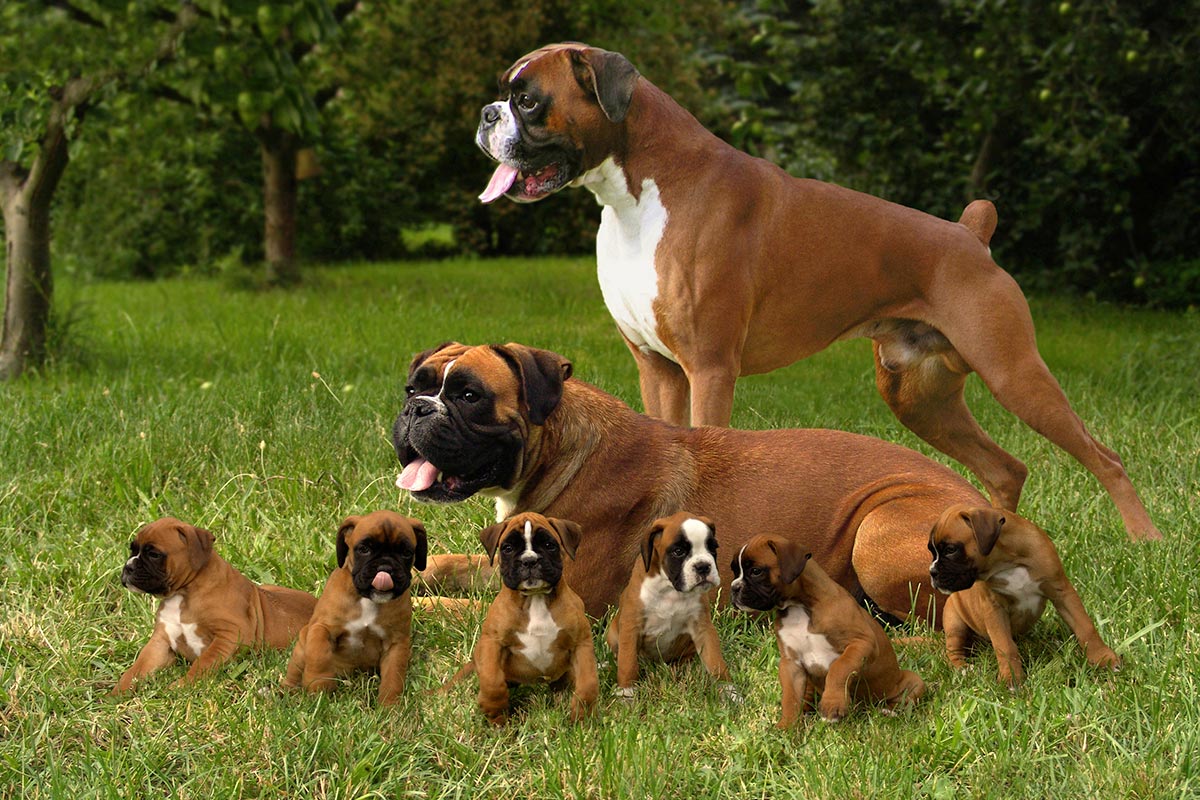 Buy boxer puppies in Tiberias: energetic and playful companions.