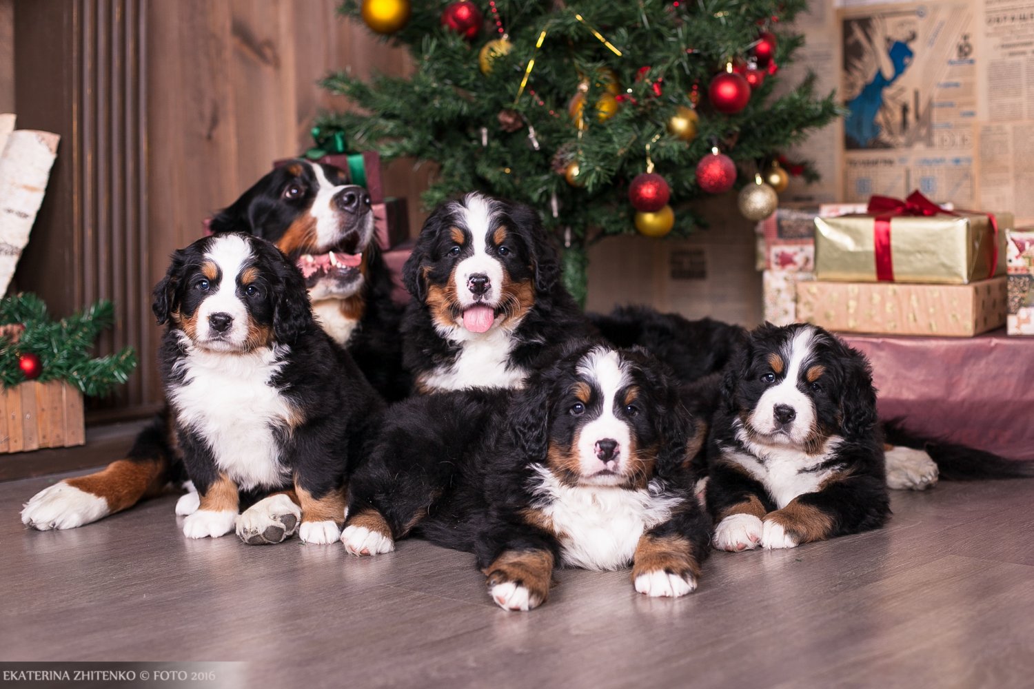 How to choose a Bernese Mountain Dog puppy on a bulletin board in Israel