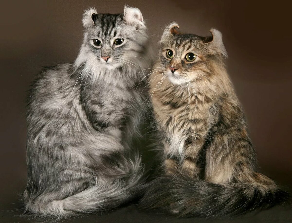 Sale of American Curl cats in Israel on the bulletin board