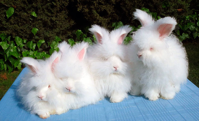 How to choose and buy an Angora rabbit on a bulletin board in Israel