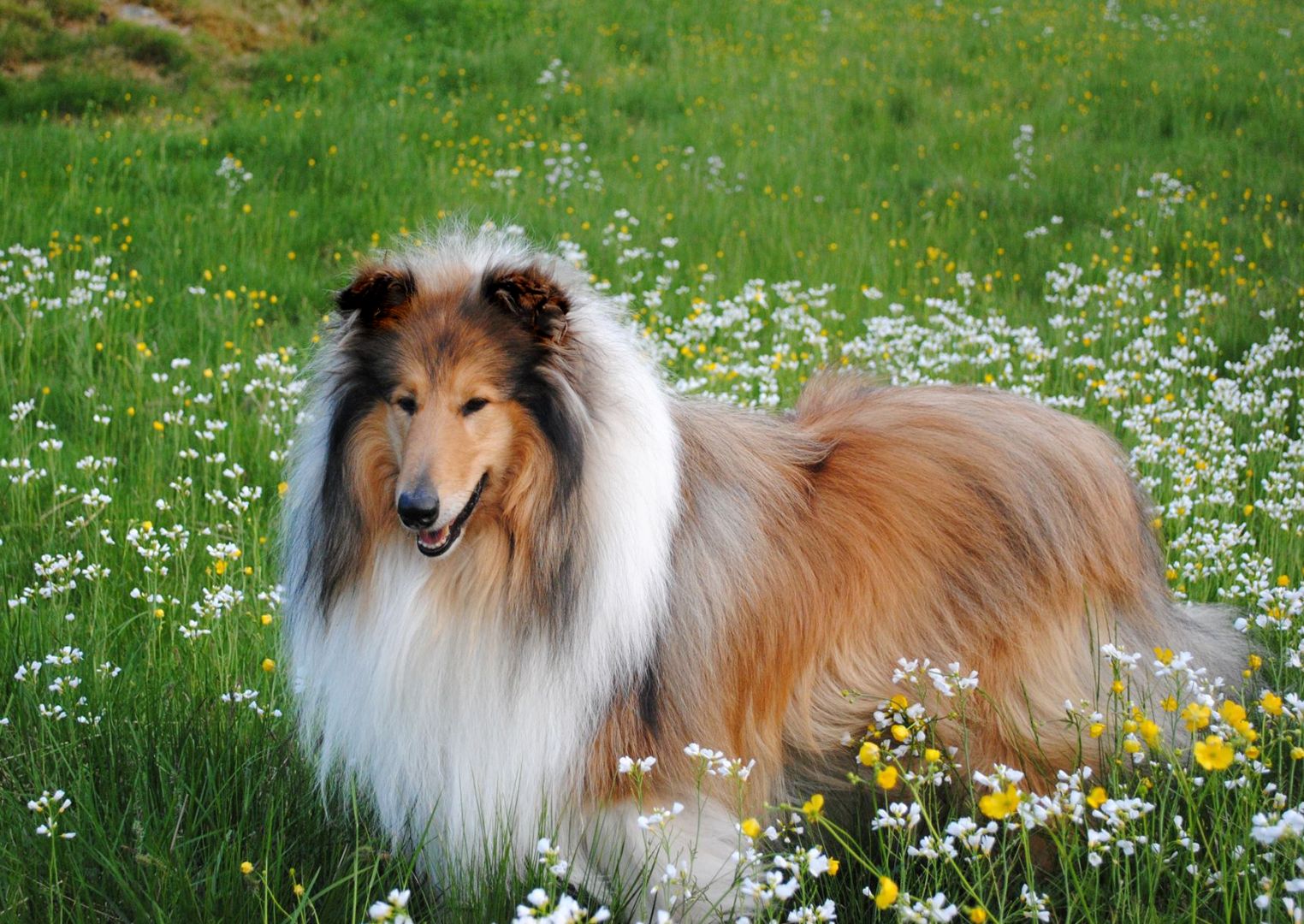 How to choose and buy a Collie dog on a bulletin board in Israel