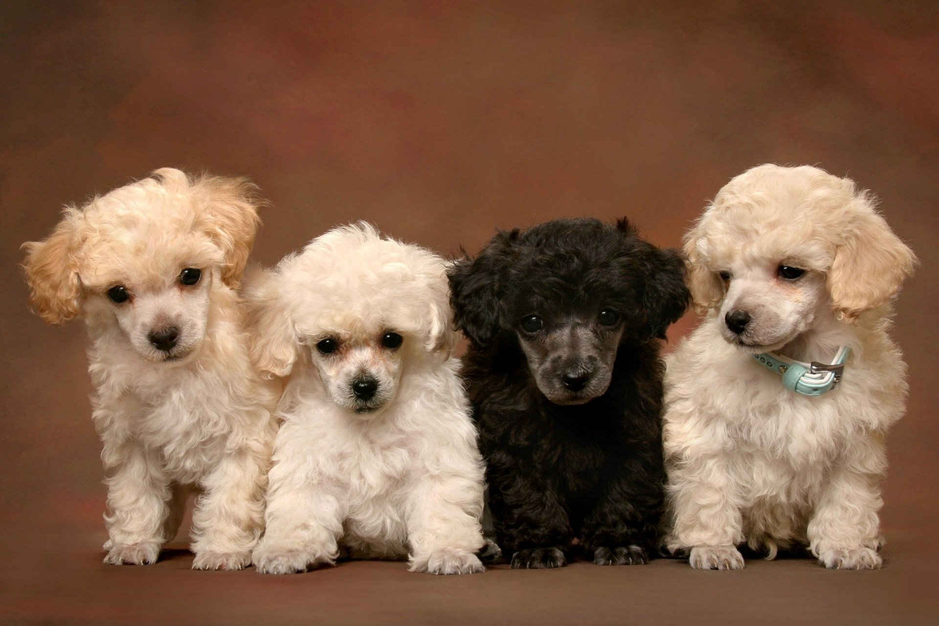 Buy poodle puppies in Beersheba: elegant and hypoallergenic companions.