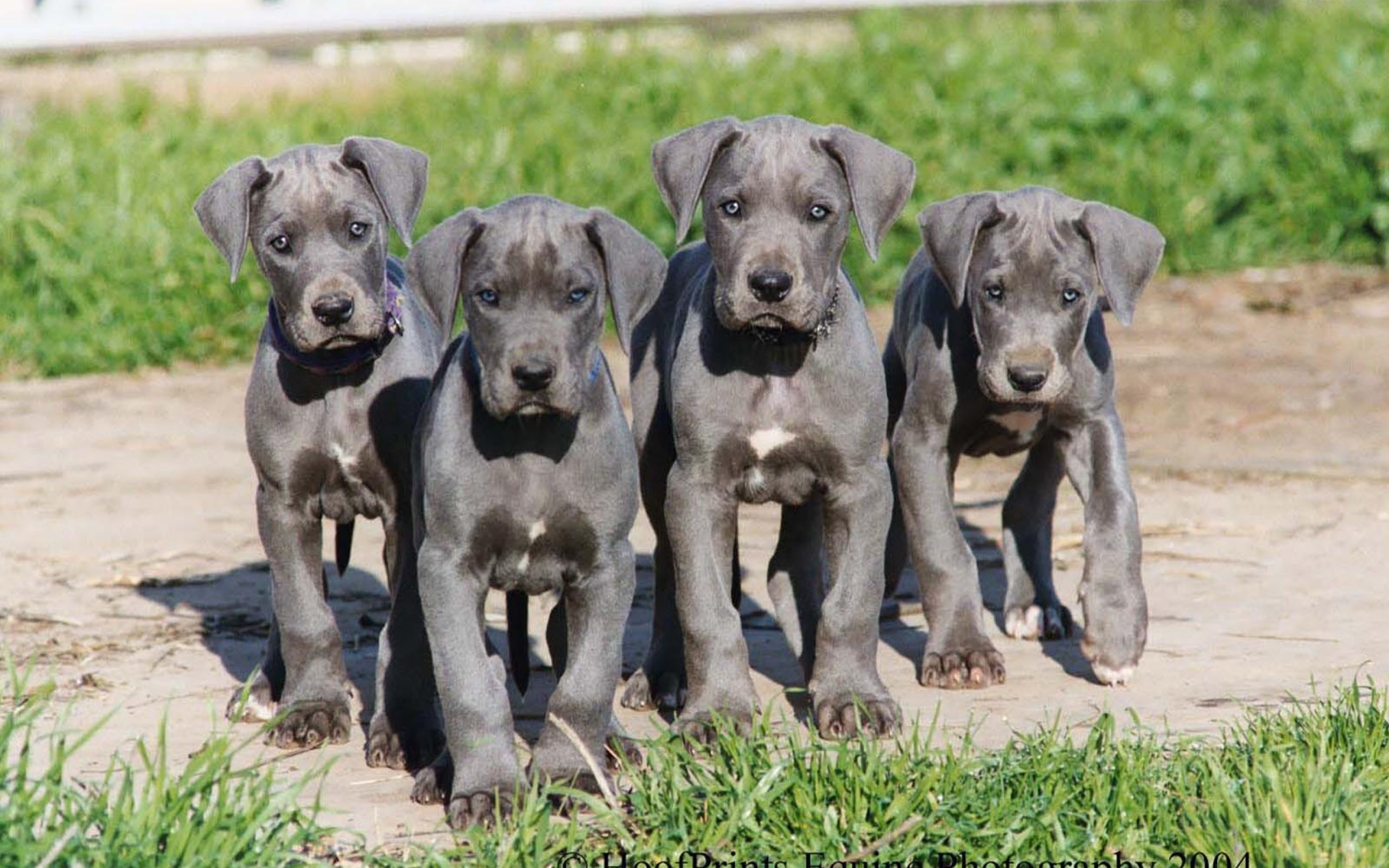 How to choose a Great Dane puppy on a bulletin board in Israel