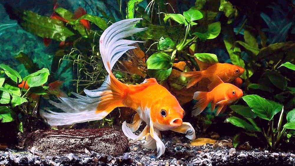 Buy goldfish in Israel: charming and sociable aquatic pets.
