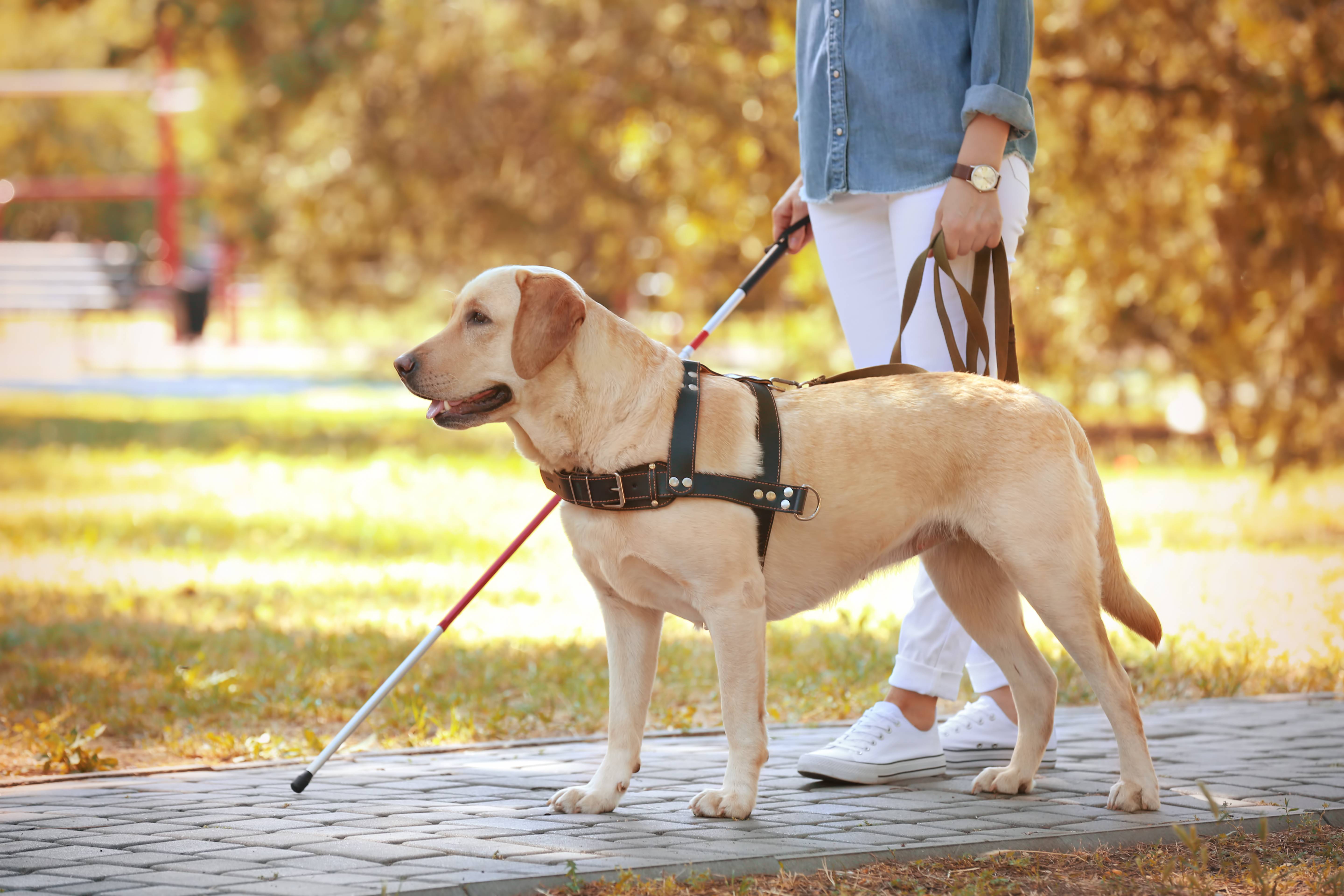 Races de chiens pour personnes handicapées