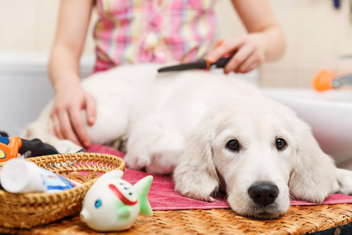 Conseils de base en matière de toilettage pour chiens pour obtenir un pelage sain