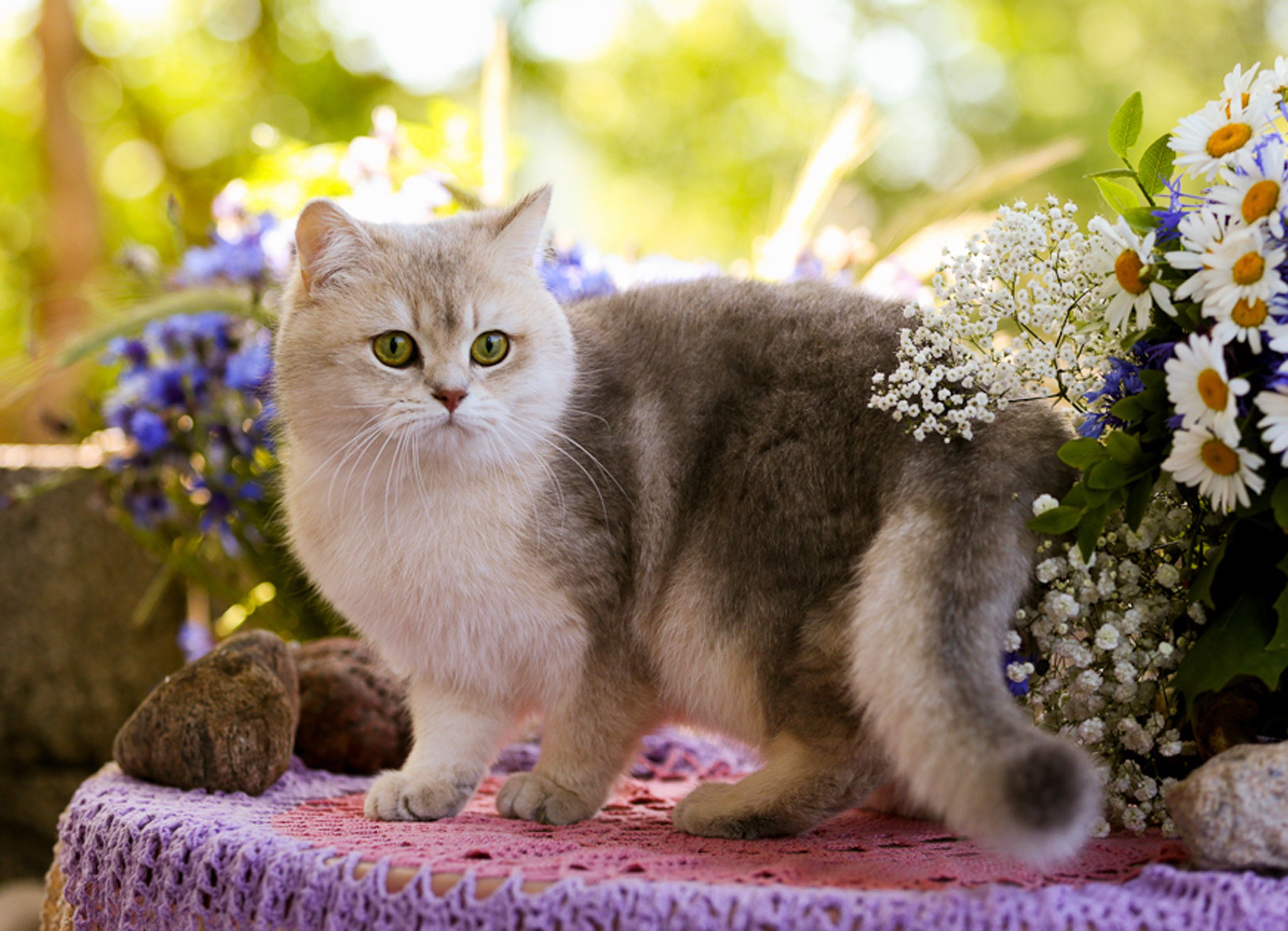 Adopting an older cat: a wise choice in Israel