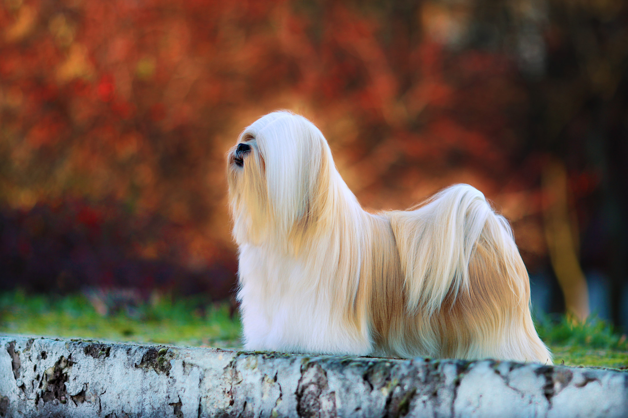 How to choose and buy a Lhasa apso breed dog on a bulletin board in Israel