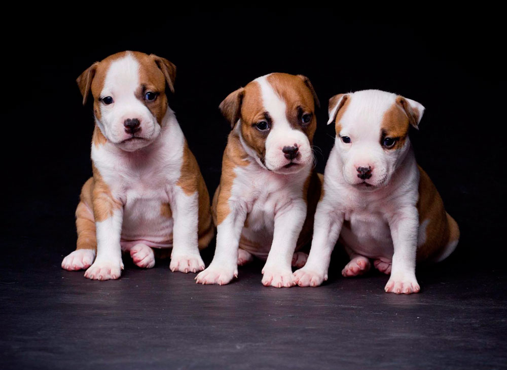 How to choose a Staffordshire Terrier puppy on a bulletin board in Israel