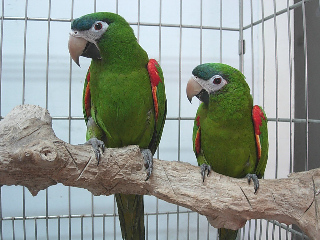 How to choose and care for a green Chilean macaw: tips for owners