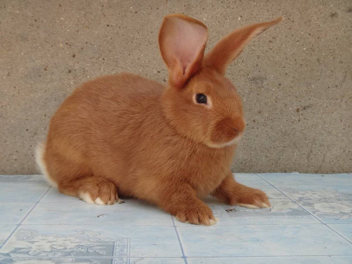 How to choose and buy a Burgundy rabbit   on the bulletin board in Israel