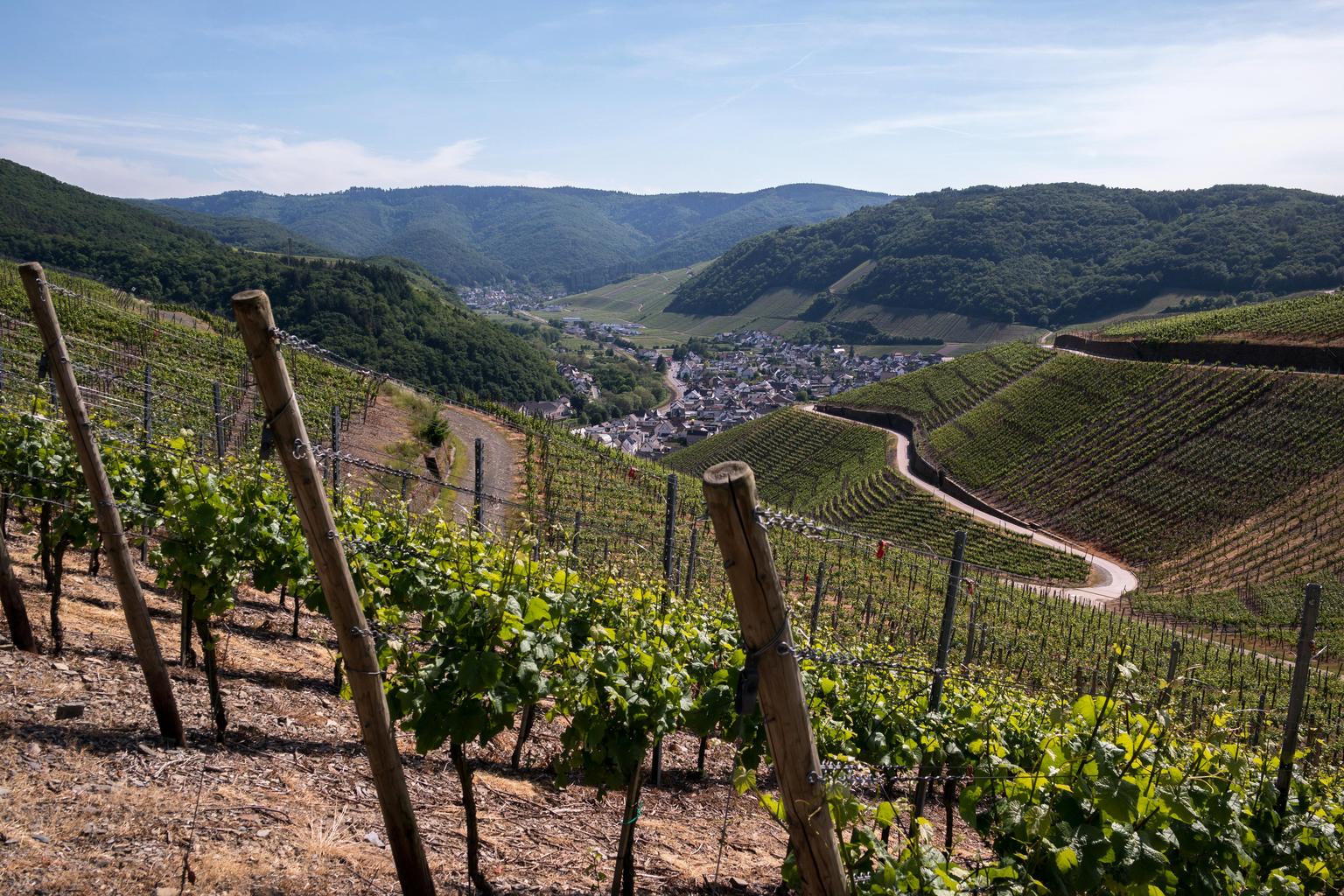 מפעלי כרמים: בחרו קרקע למכירה לייצור יין בהרי הכרמל.