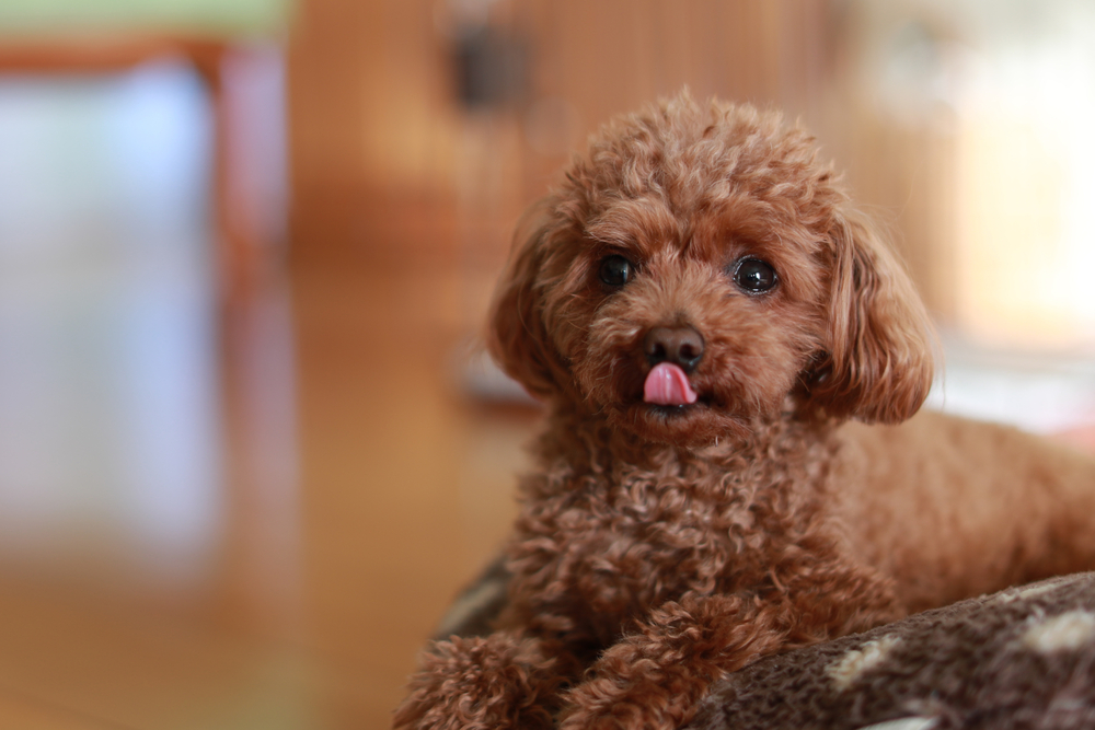 How to choose a Toy poodle puppy on a bulletin board in Israel