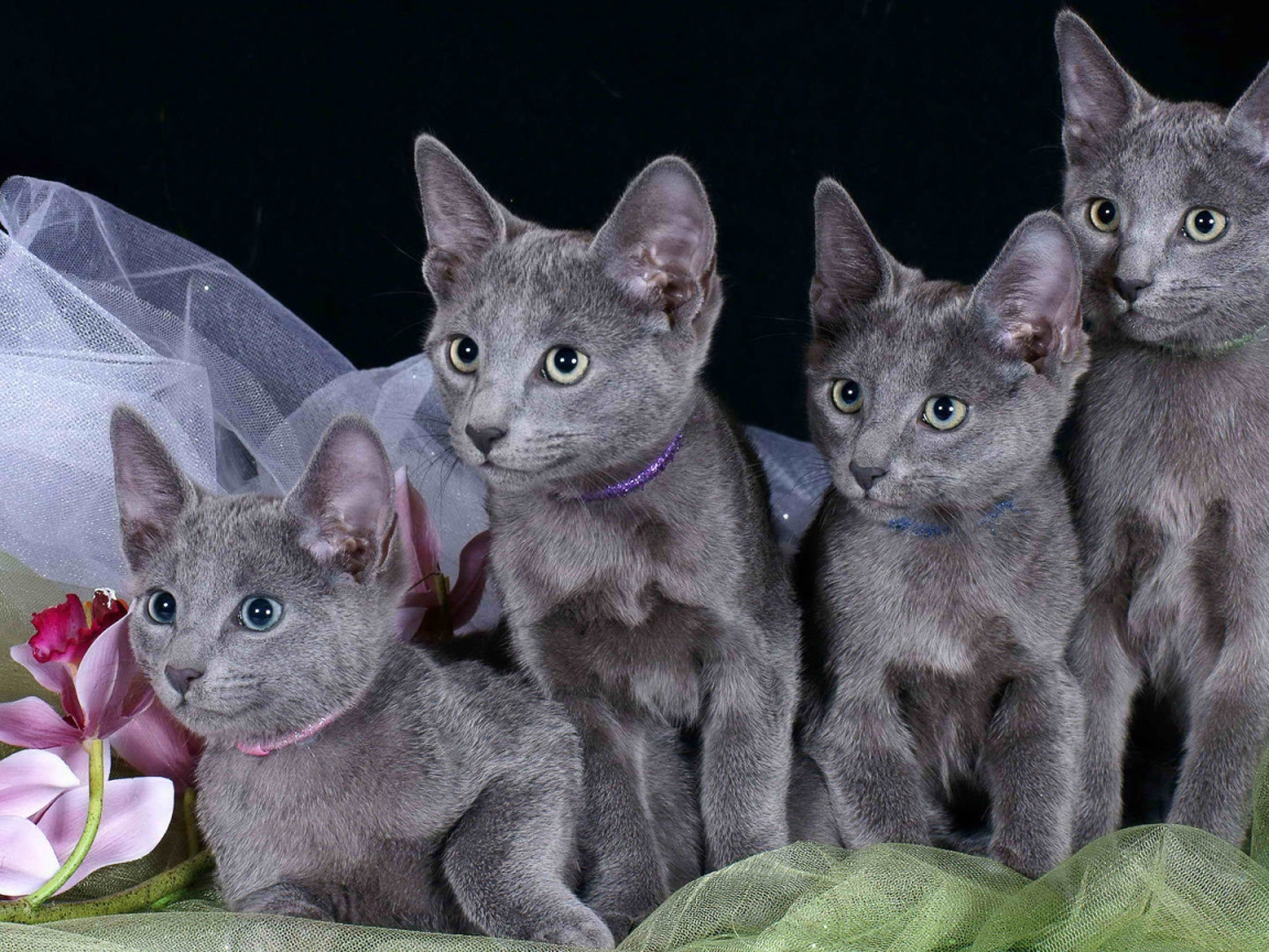 Как выбрать и купить русскую голубую кошку на доске объявлений в Израиле.