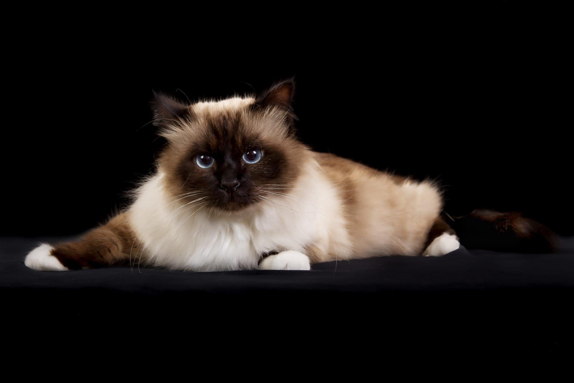 Races de chats aimants : des compagnons félins qui font fondre les cœurs