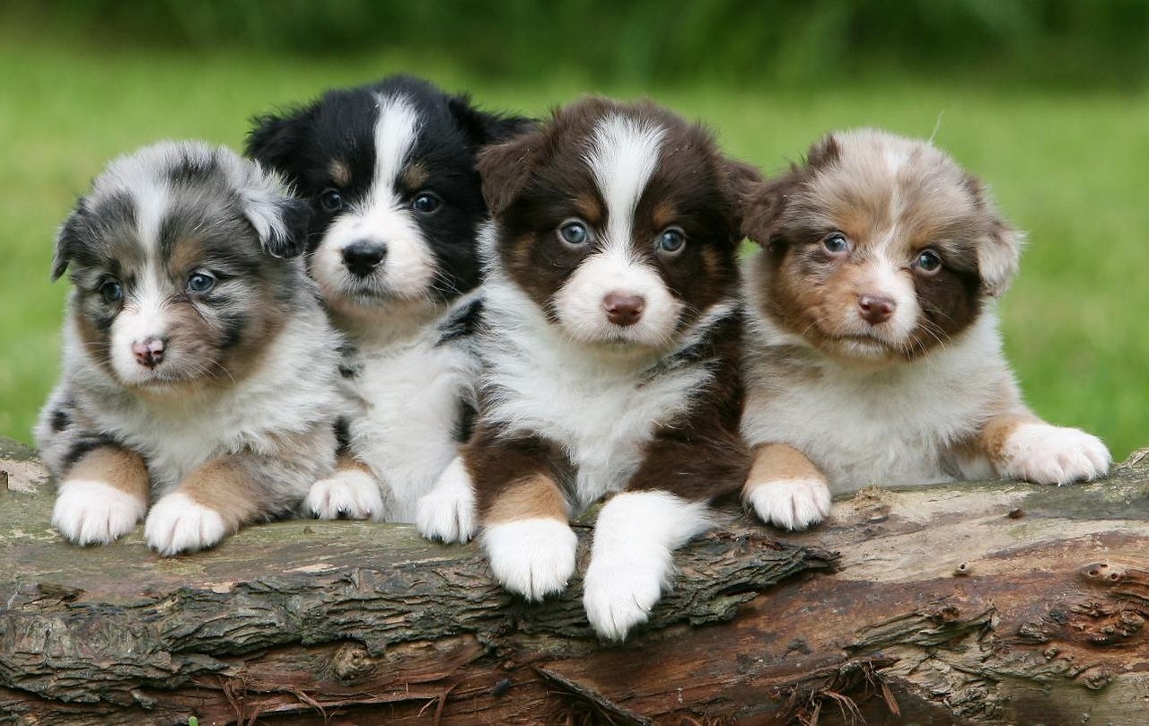 Найдите щенков австралийской овчарки в Сдероте: умные и энергичные рабочие собаки.