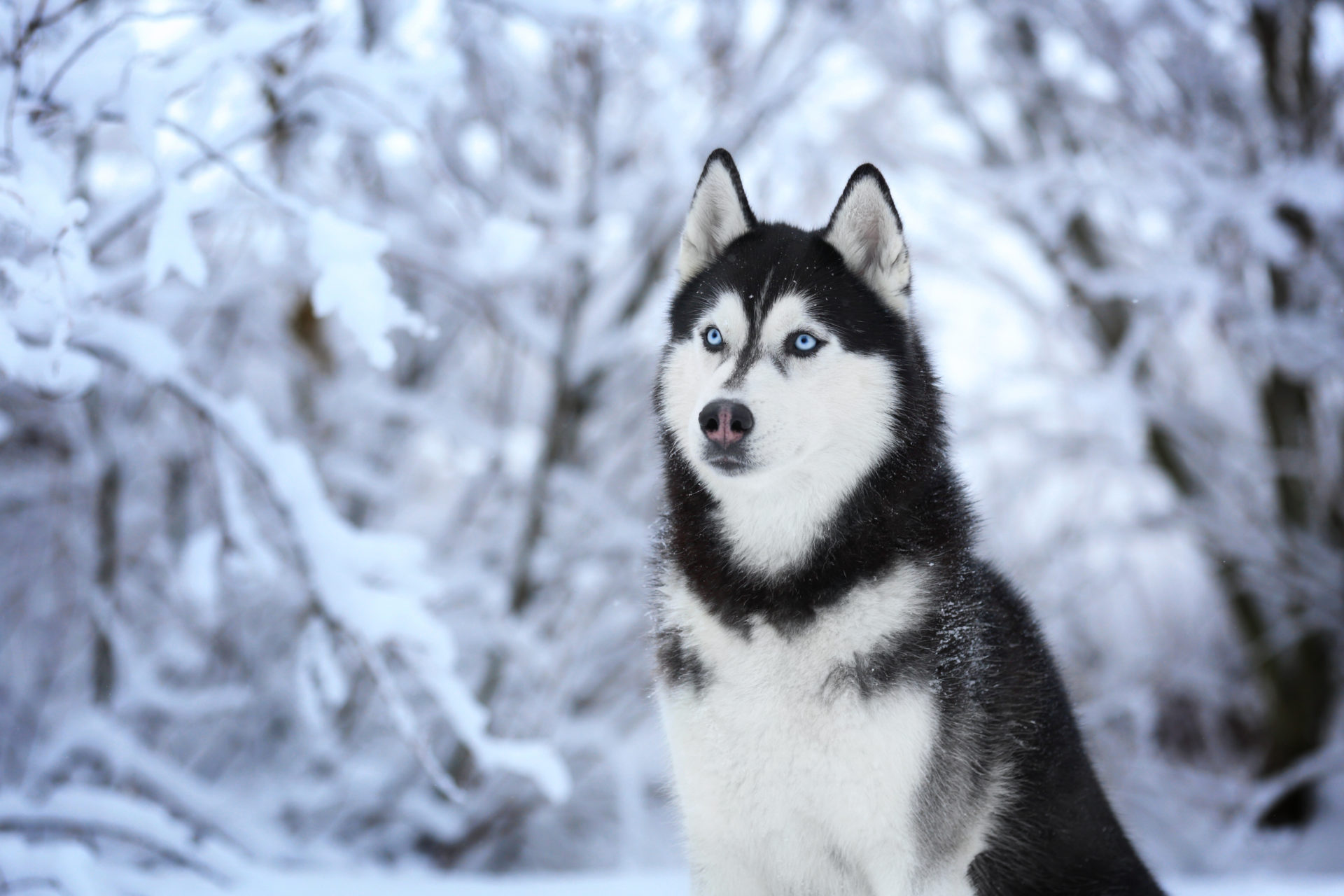 Comment choisir et acheter un chien de race Husky sibérien sur un babillard en Israël