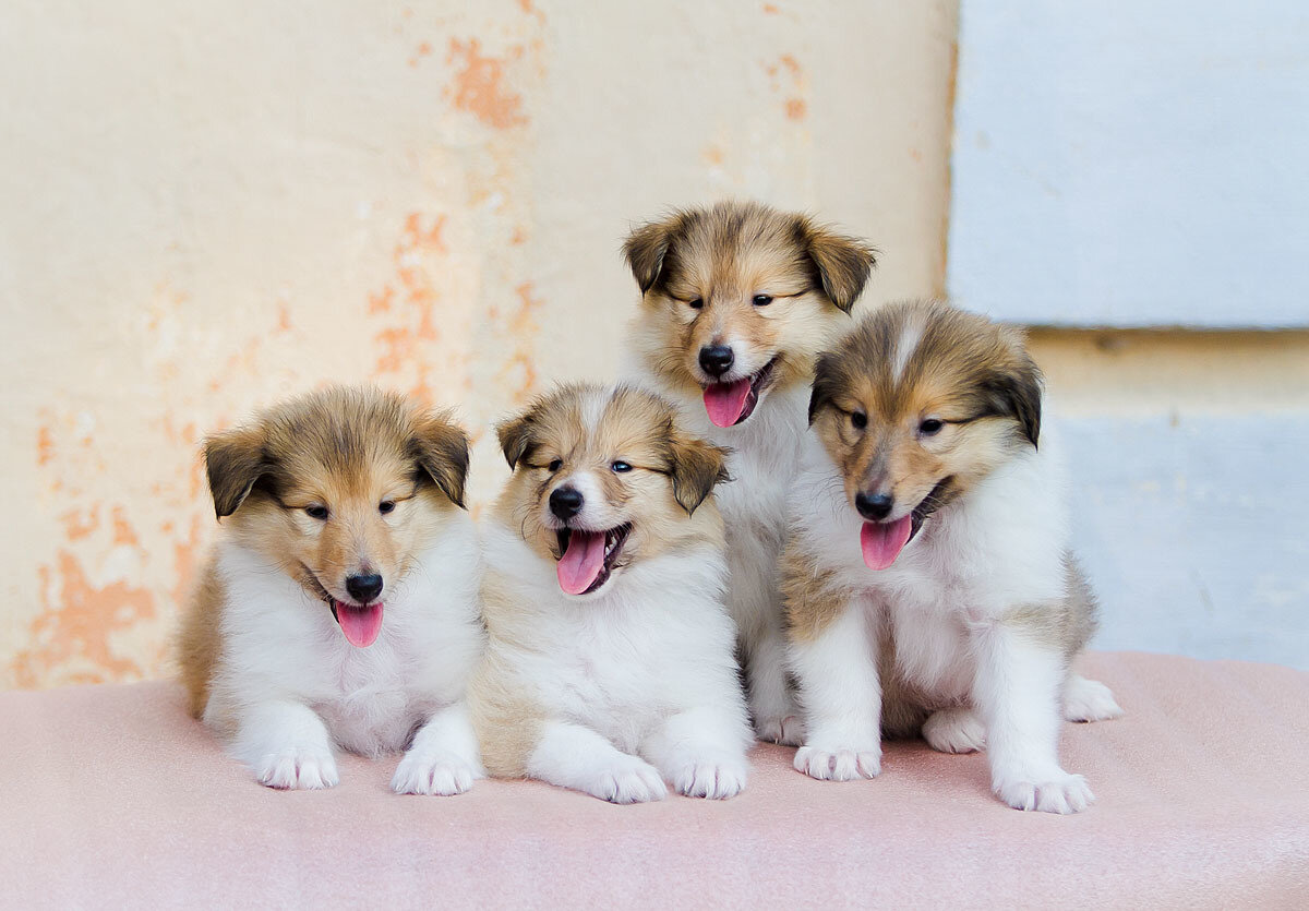How to choose a Collie puppy on a bulletin board in Israel