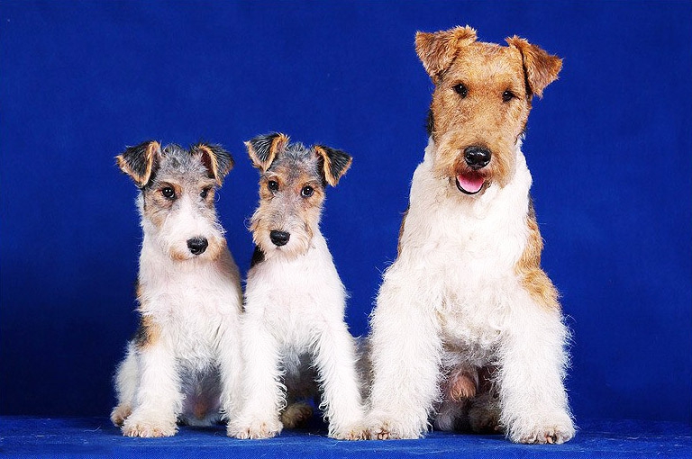 كيفية اختيار جرو Fox Terrier على لوحة الإعلانات في إسرائيل