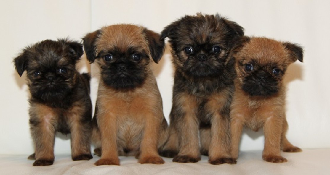 How to choose a Brussels Griffon puppy on a bulletin board in Israel